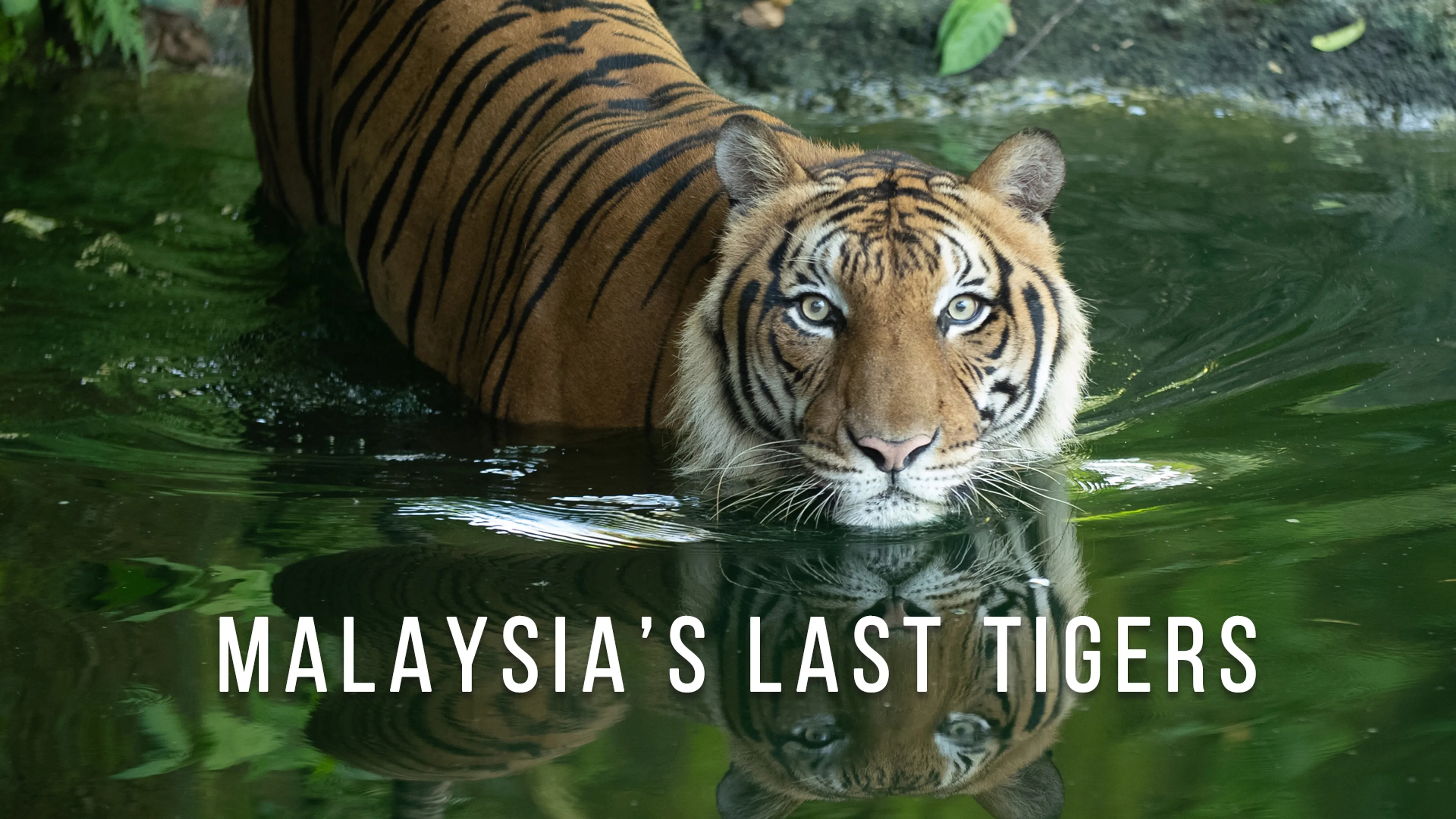Malaysia’s Last Tigers poster